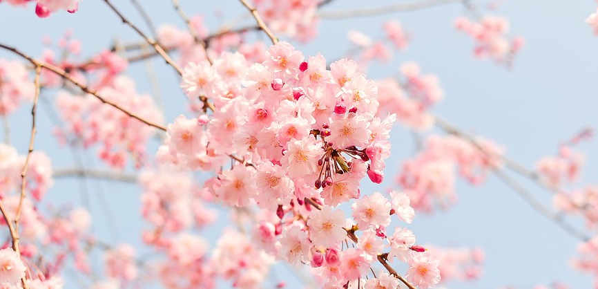 fleurs-cerisier-bellissima